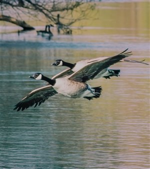 Affiche de Rallye photos en autonomie : Les animaux ailés de Maisons-Laffitte | par Balade-toi