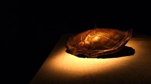 Affiche de Carapace concave