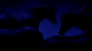 Affiche de Mon royaume pour un cheval