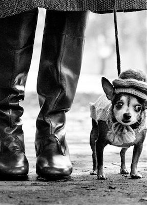 Affiche de Visite guidée : Exposition Elliott Erwitt au musée Maillol | par Calliopée - Art & Culture