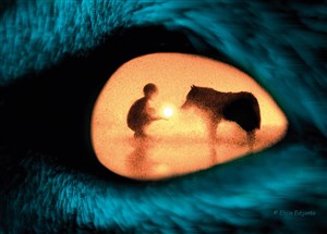 Affiche de L'Oeil du Loup
