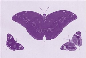 Affiche de Butterfly ou l'effet papillon