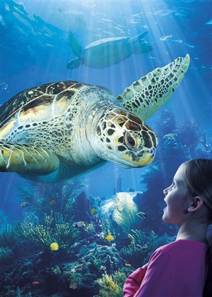 Affiche de Aquarium Sealife Paris Val d'Europe