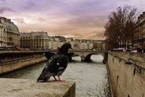 Affiche de Visite guidée : La faune de Paris | Par Philippe Ney