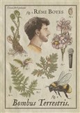 R�mi Boyes dans Bombus Terrestris