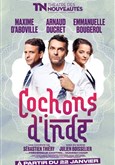 Cochons d'Inde