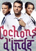 Cochons d'Inde 