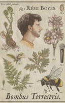 R�mi Boyes dans Bombus Terrestris