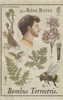 R�mi Boyes dans Bombus Terrestris V2