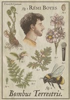 R�mi Boyes dans Bombus Terrestris