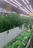 Visite guid�e : Une ferme urbaine bio dans les souterrains de Paris | par Interkultur Paris