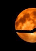 Rallye photos en autonomie : Le chat perdu des Buttes Chaumont | par Balade-toi