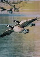 Rallye photos en autonomie : Les animaux ail�s de Maisons-Laffitte | par Balade-toi