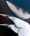 La mouette